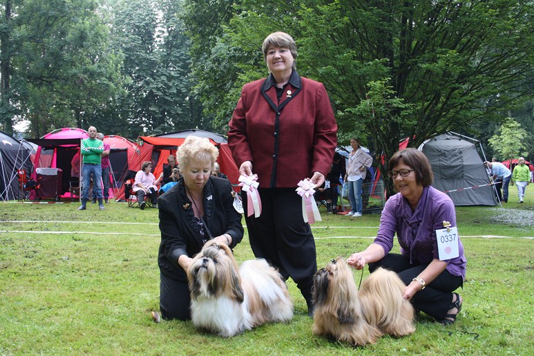 Shih Tzu Danmark
